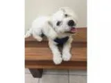Adopt Jeffery a White Bichon Frise  Poodle (Miniature)  Mixed do