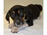 Adopt FLEUR a German Shepherd Dog Australian Cattle Dog (Blue He