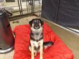 Adopt Sachi a Black - with Tan Yellow or Fawn German Shepherd Do