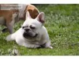 French bulldogs white cream males and fe