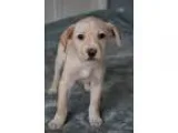 Sawyer - Male American BulldogHound (Unknown Type)