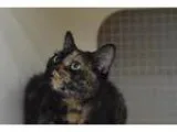 Adopt Asia - I want to be your only princess a Tortoiseshell