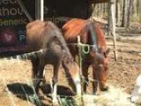 Two nice trail horses and two horse tandem axle trailer