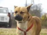 Adopt Heinz a TanYellowFawn - with White American Pit Bull Terri