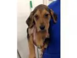 Adopt Ria a TanYellowFawn - with Black Foxhound  Mixed dog in Ne