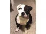 Adopt Joslynn a Pit Bull Terrier