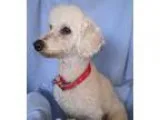 Adopt SugarPlum a White Poodle (Miniature)  Mixed dog in Yucaipa