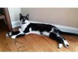 Adopt Memphis a Cattle Dog  Border Collie  Mixed dog in Batavia 