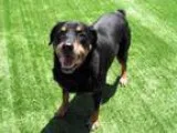Adopt KARLIE a Rottweiler