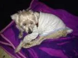 Adopt Sandy a White Miniature Schnauzer  Mixed dog in Satellite 