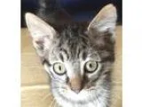Adopt Fitz a Gray Blue or Silver Tabby Domestic Shorthair  Mixed