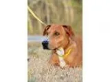 Adopt Mable a RedGoldenOrangeCh estnut - with White Hound (Unkno