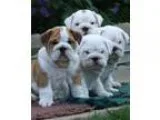 forever english bulldog puppies