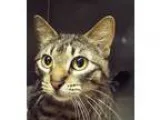 Adopt Truffles a Brown Tabby Domestic Shorthair (short coat) cat