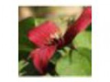 2016 Walk Up Plant Sale