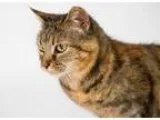 Adopt Kittens a Domestic Short Hair