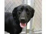 Adopt Sabrina a Labrador Retriever  Mixed dog in Hilton Head SC 