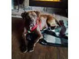 Adopt Cooper a BrownChocolate Pit Bull Terrier  Mixed dog in Ash