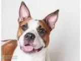 Adopt BOSCO a Australian Cattle Dog Boxer Mixed dog in Sacrame