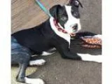 Repel Affordable Pet Services