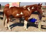 Paint Mare looking for a good home