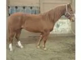 Awesome AQHA babysitter gelding