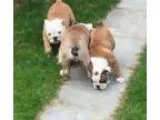 Basic english bulldog puppies