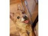 Adopt Foxy in New England a Corgi Jack Russell Terrier (Parson R