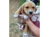 Adopt Lab mix puppies a Labrador Retriever