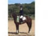 2011OTTB Eventing or Jumper Mare