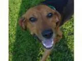 Adopt Hank a Coonhound