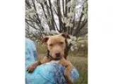 Adopt Darcimeet me a Brindle - with White American Pit Bull Terr