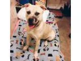 Adopt Daisy a TanYellowFawn American Pit Bull Terrier  Golden Re