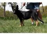 Adopt Sadie a German Shepherd Dog