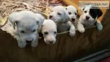 Well bred Dalmatian Puppies with great temperaments