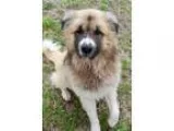 Adopt Tyson a Great Pyrenees Anatolian Shepherd