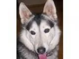 Adopt Rizzo a Siberian Husky