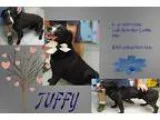 Adopt Tuffy a Labrador Retriever  Border Collie  Mixed dog in Je