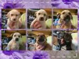 Adopt Nixon Puppies a Labrador Retriever