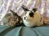 Adopt Furdinand and Lady Gwen a Lionhead Bunny Rabbit