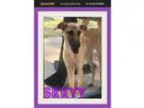 Adopt Lolita a Labrador Retriever