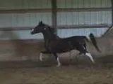 Double Registered Homozygous Black White American Saddlebred Pin