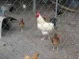 Adopt Roosters (4) a Chicken bird in Christmas FL (15223797)