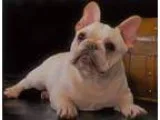 Trained french bulldog puppies available