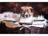 Adopt Edgar a BrownChocolate - with White Australian Shepherd  B