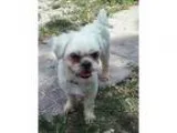 Adopt Willy a White Shih Tzu  Lhasa Apso  Mixed dog in Ft.
