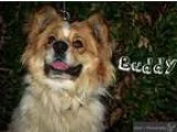 Adopt Buddy a White - with Tan Yellow or Fawn Corgi  Australian 