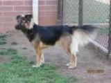 Adopt ROSIE a German Shepherd Dog