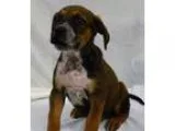AKC DOBERMAN PUPPIES