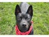 Adopt Poncho a Chow Chow  Rottweiler  Mixed dog in Ashtabula OH 